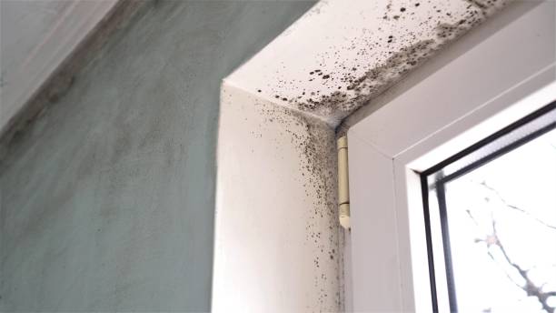 Best Biohazard Mold Removal  in Lake Riverside, CA