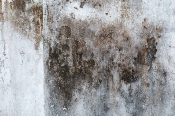 Best Mold Documentation for Insurance Claims  in Lake Riverside, CA