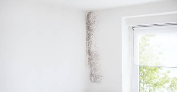 Best Basement Mold Removal  in Lake Riverside, CA