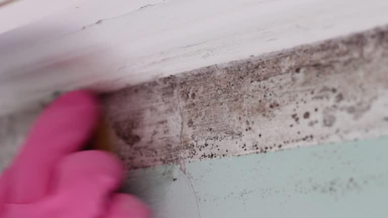 Best Mold Odor Removal Services  in Lake Riverside, CA
